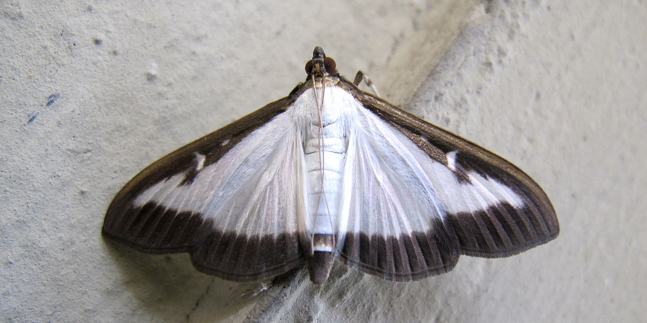 Cydalima perspectalis - Crambidae? S